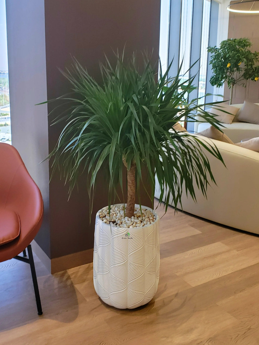 Multihead-Dracaena-in-White-Fiber-Pot