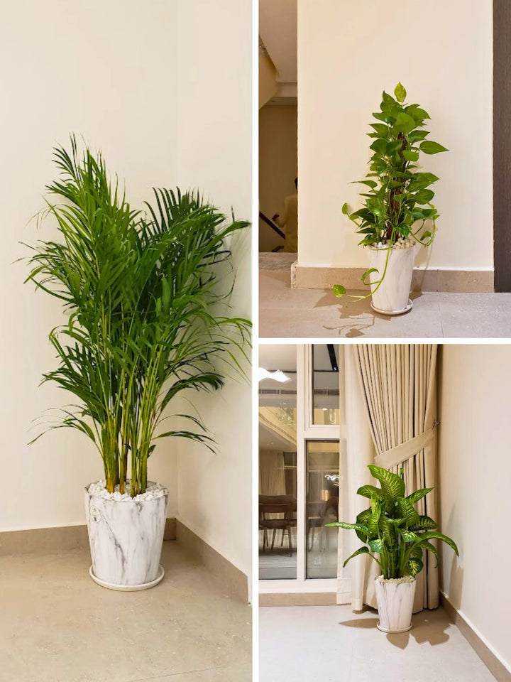 Potted Areca Palm, XL Dieffenbachia, Money Plant | Premium Bundle