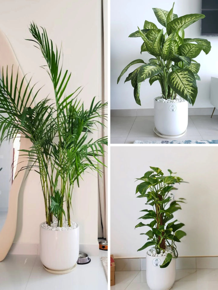 Potted Areca Palm, XL Dieffenbachia, Money Plant | Premium Bundle