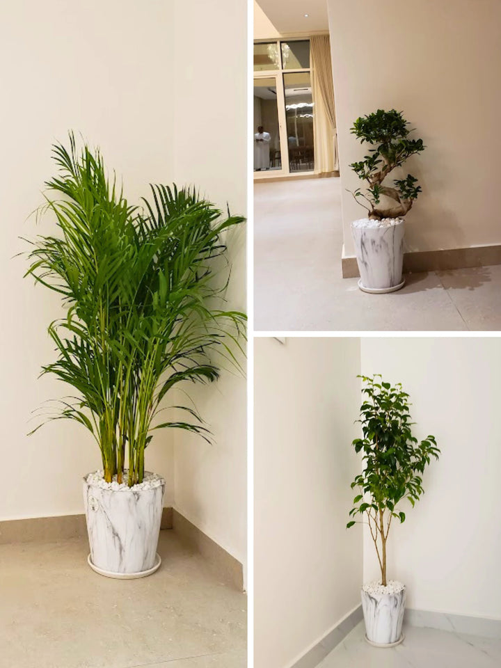 Areca Palm, Ficus Benjamina, S Bonsai Tree | Bundle in Matching Ceramic Pots