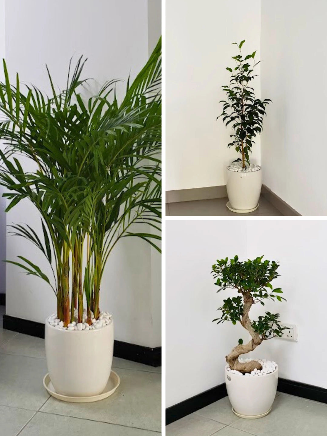 Areca Palm, Ficus Benjamina, S Bonsai Tree | Bundle in Matching Ceramic Pots