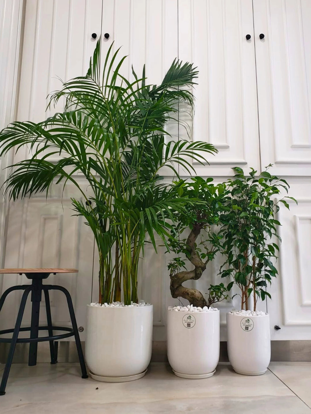 Areca Palm, Ficus Benjamina, S Bonsai Tree | Bundle in Matching Ceramic Pots