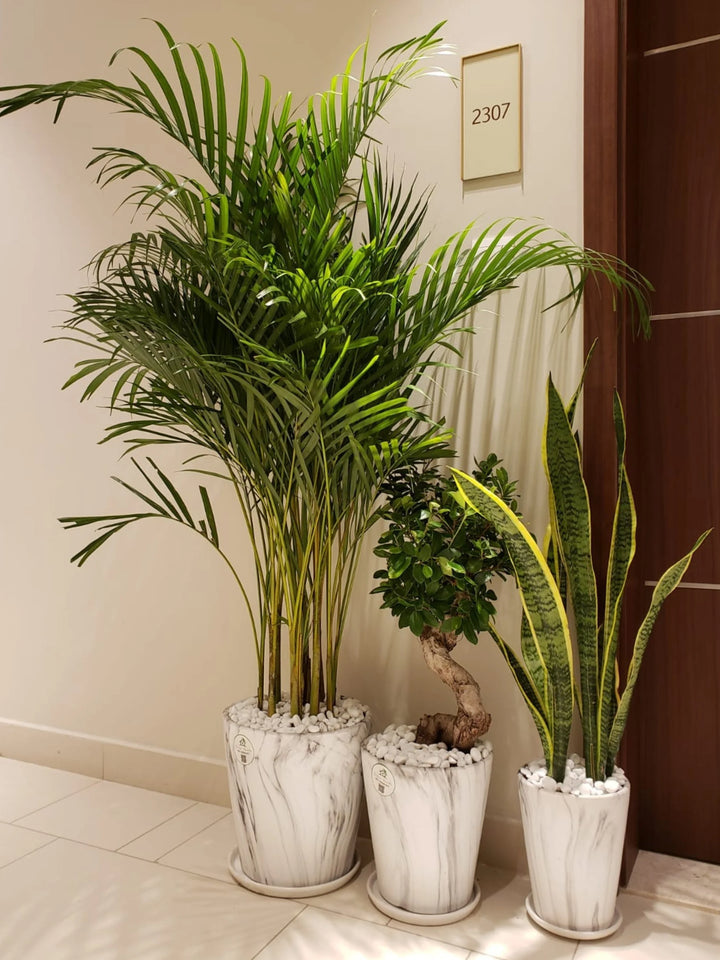 Three Plants Bundle: Potted Areca Palm, Snake Plant, and S Bonsai Tree - A Complete Indoor Garden Solution