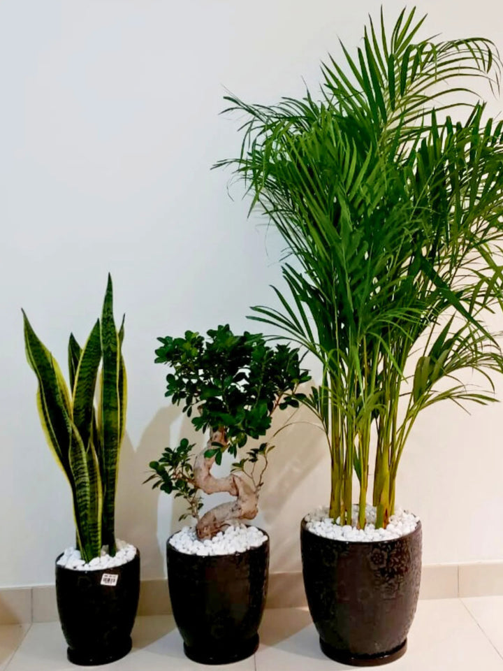 Three Plants Bundle: Potted Areca Palm, Snake Plant, and S Bonsai Tree - A Complete Indoor Garden Solution