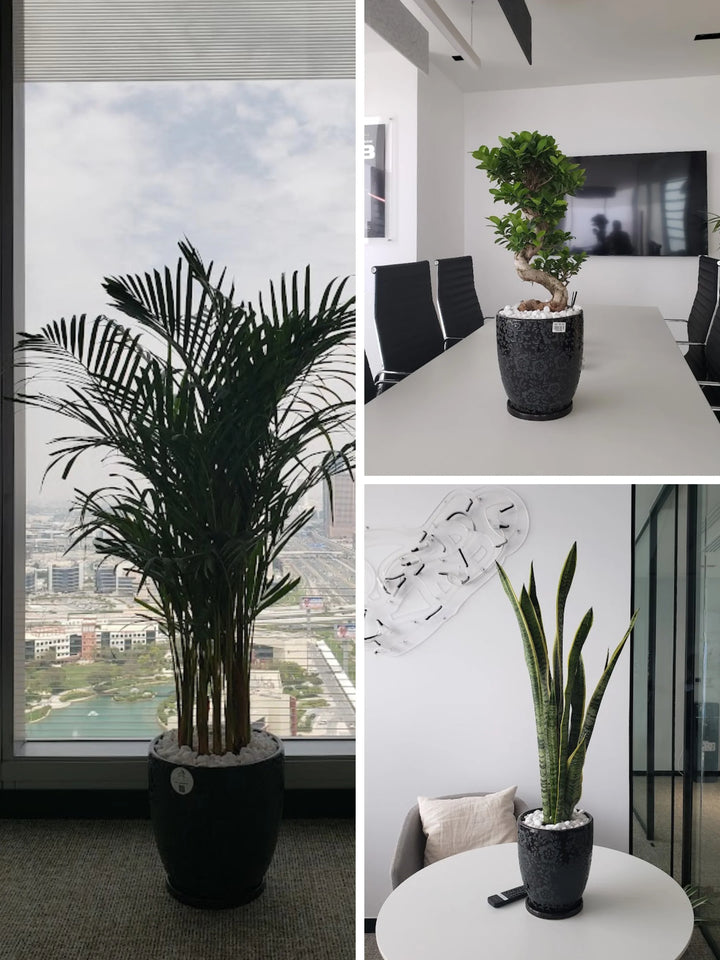 Three Plants Bundle: Potted Areca Palm, Snake Plant, and S Bonsai Tree - A Complete Indoor Garden Solution