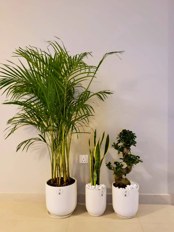 Three Plants Bundle: Potted Areca Palm, Snake Plant, and S Bonsai Tree - A Complete Indoor Garden Solution