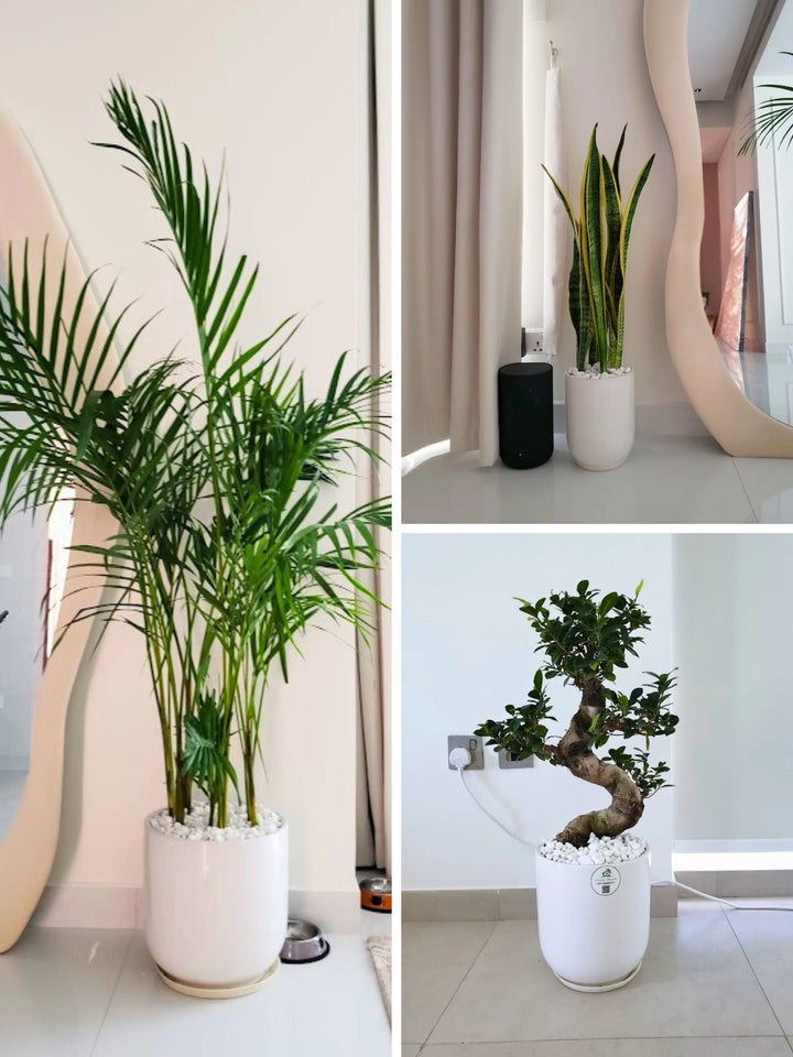 Three Plants Bundle: Potted Areca Palm, Snake Plant, and S Bonsai Tree - A Complete Indoor Garden Solution