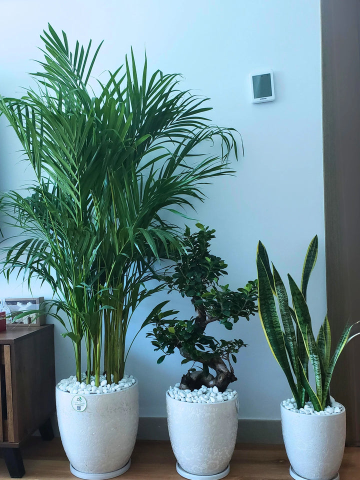 Three Plants Bundle: Potted Areca Palm, Snake Plant, and S Bonsai Tree - A Complete Indoor Garden Solution