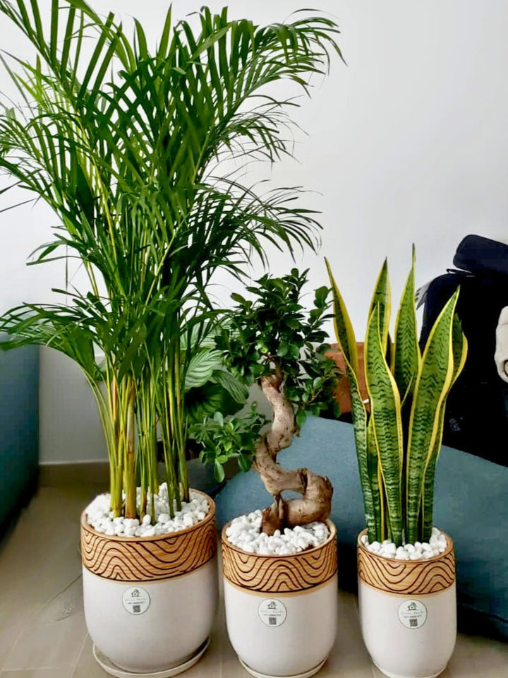 Three Plants Bundle: Potted Areca Palm, Snake Plant, and S Bonsai Tree - A Complete Indoor Garden Solution