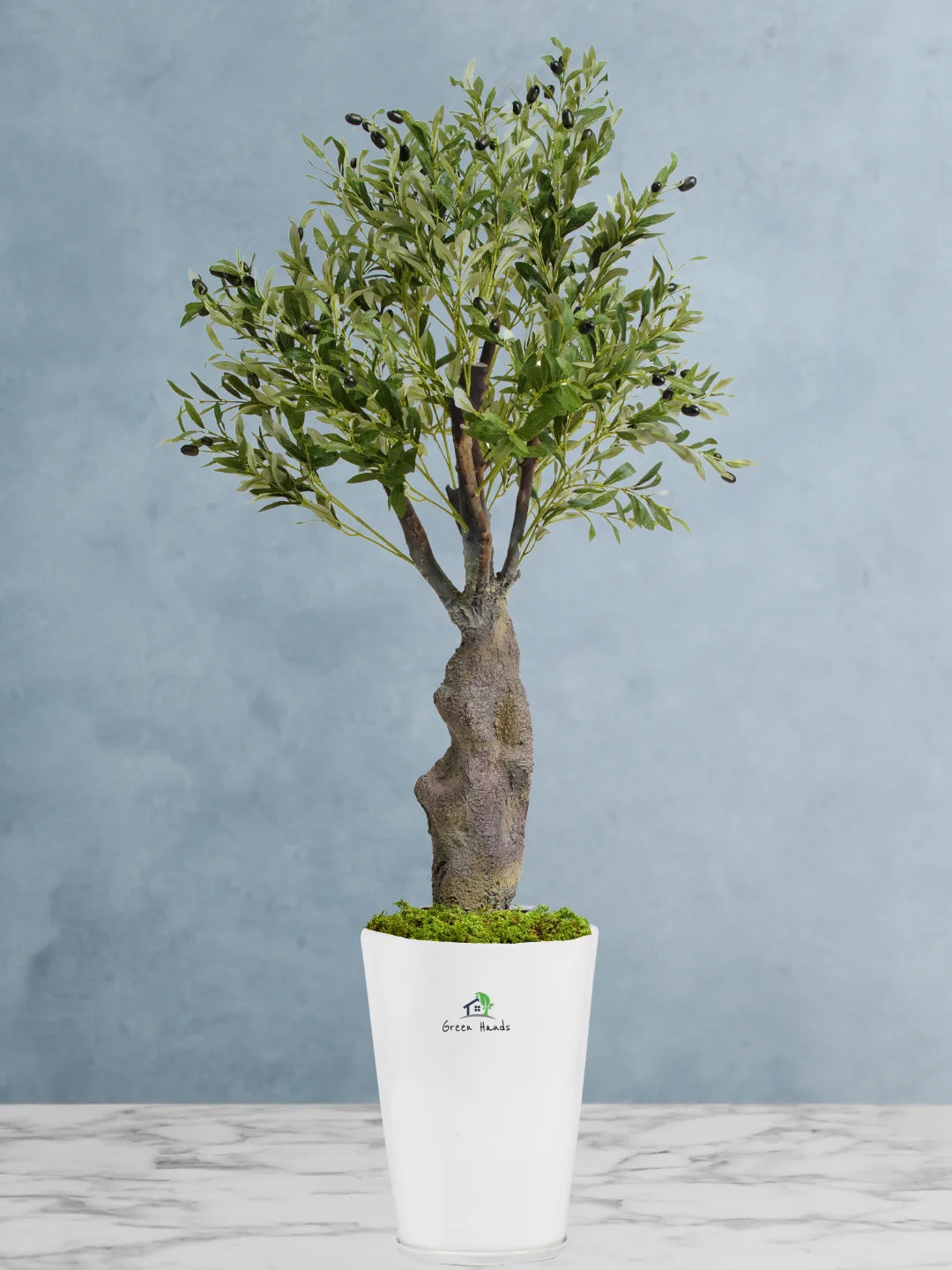 Potted-Artificial-XL-Mature-Olive-Tree-in-Premium-Glossy-White-Ceramic-Pot