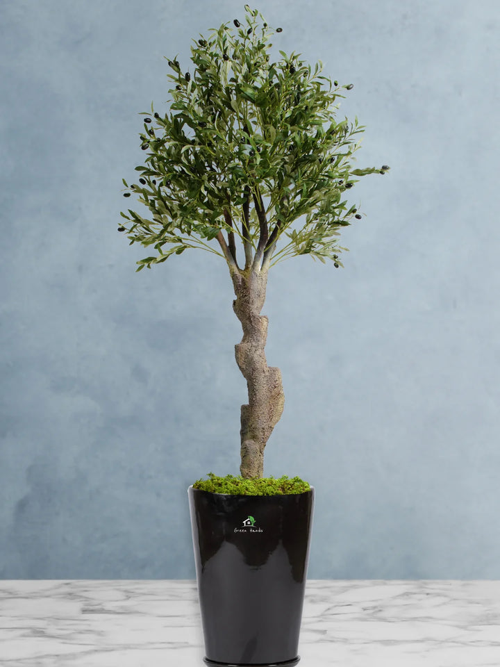 Potted-Artificial-XXL-Mature-Olive-Tree-in-Premium-Glossy-Black-Ceramic-Pot