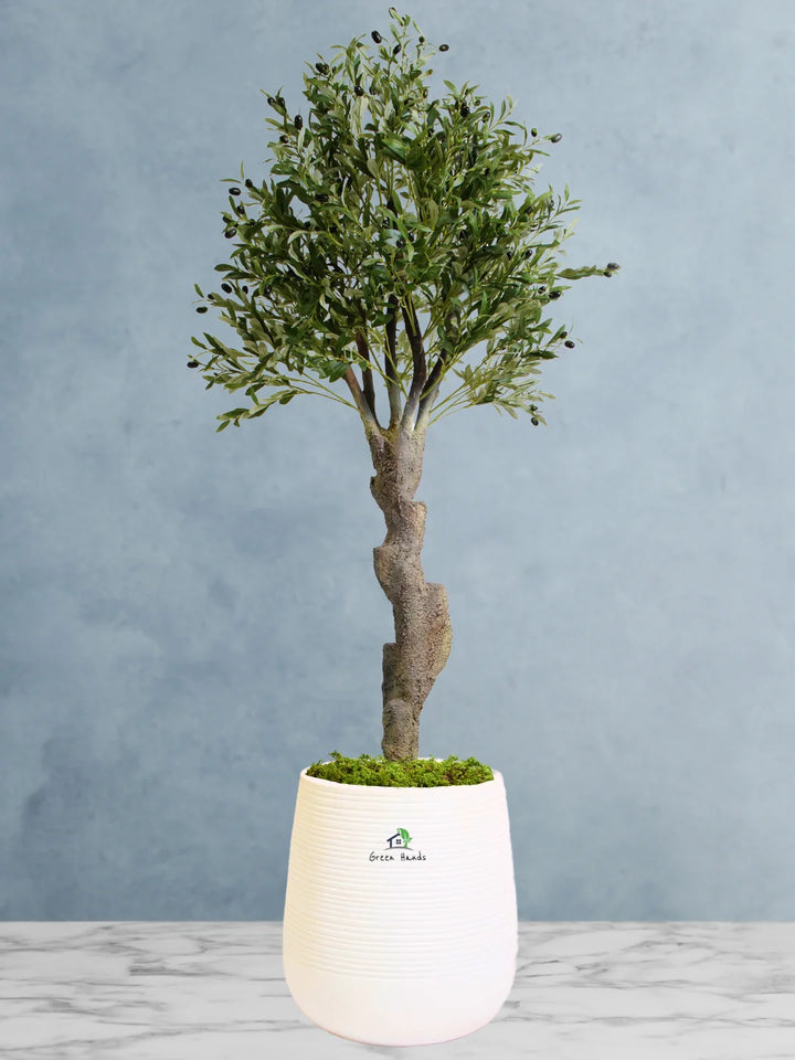 Potted-Artificial-XXL-Mature-Olive-Tree-in-Premium-White-Fiber-Pot