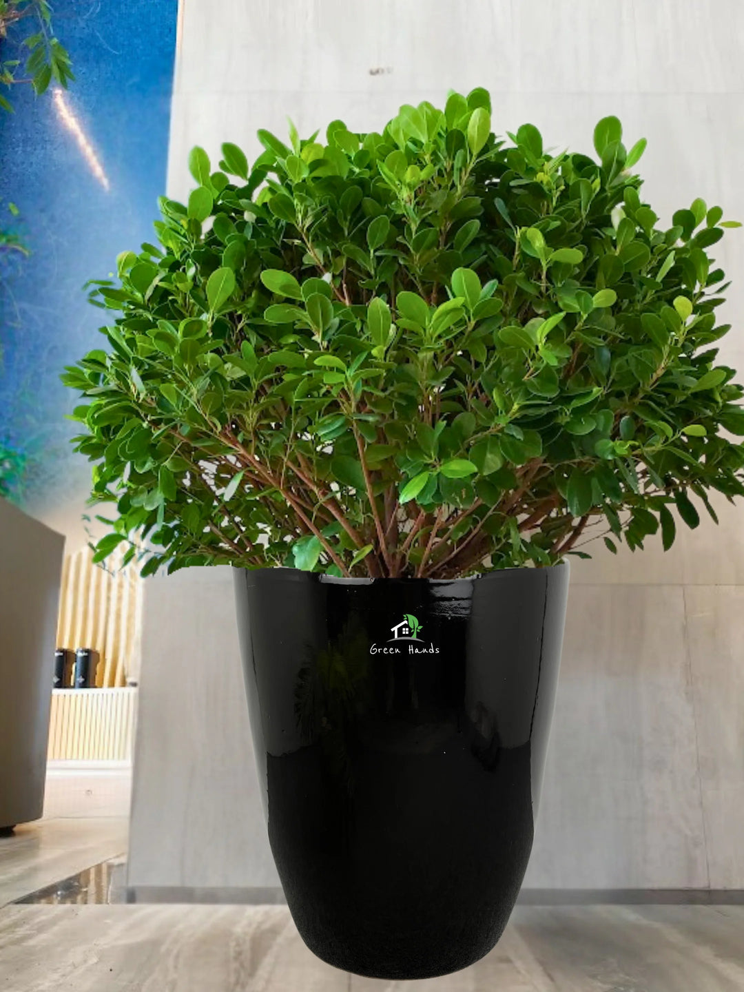 Potted-Ball-Ficus-in-Black-Ceramic-Pot