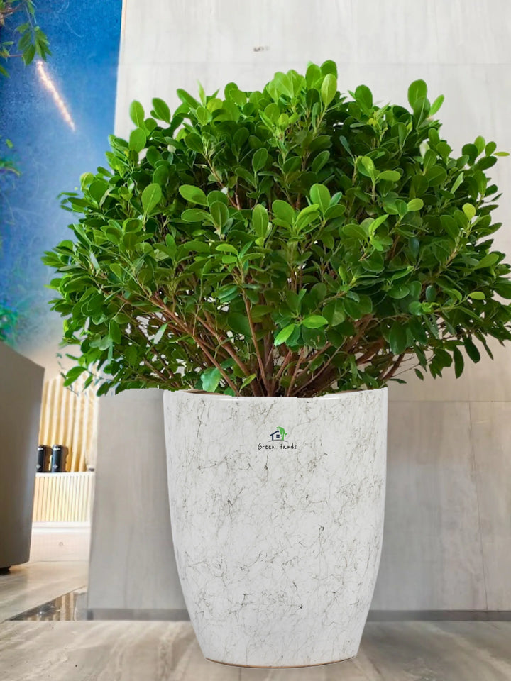 Potted-Ball-Ficus-in-Marble-Grey-Ceramic-Pot