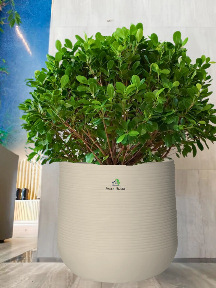 Potted-Ball-Ficus-in-Premium-Beige-Fiber-Pot