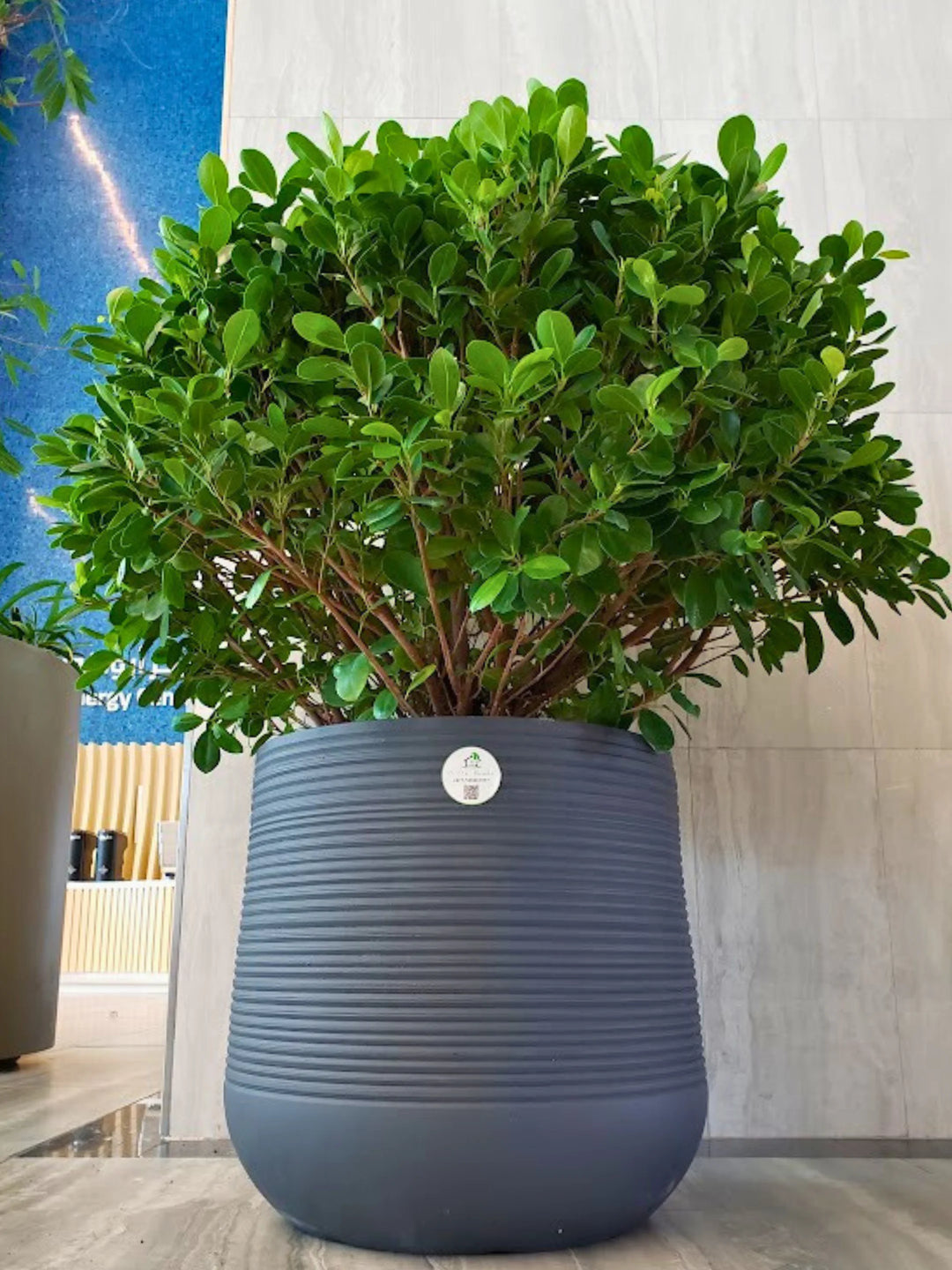 Potted-Ball-Ficus-in-Premium-Dark-Grey-Fiber-Pot