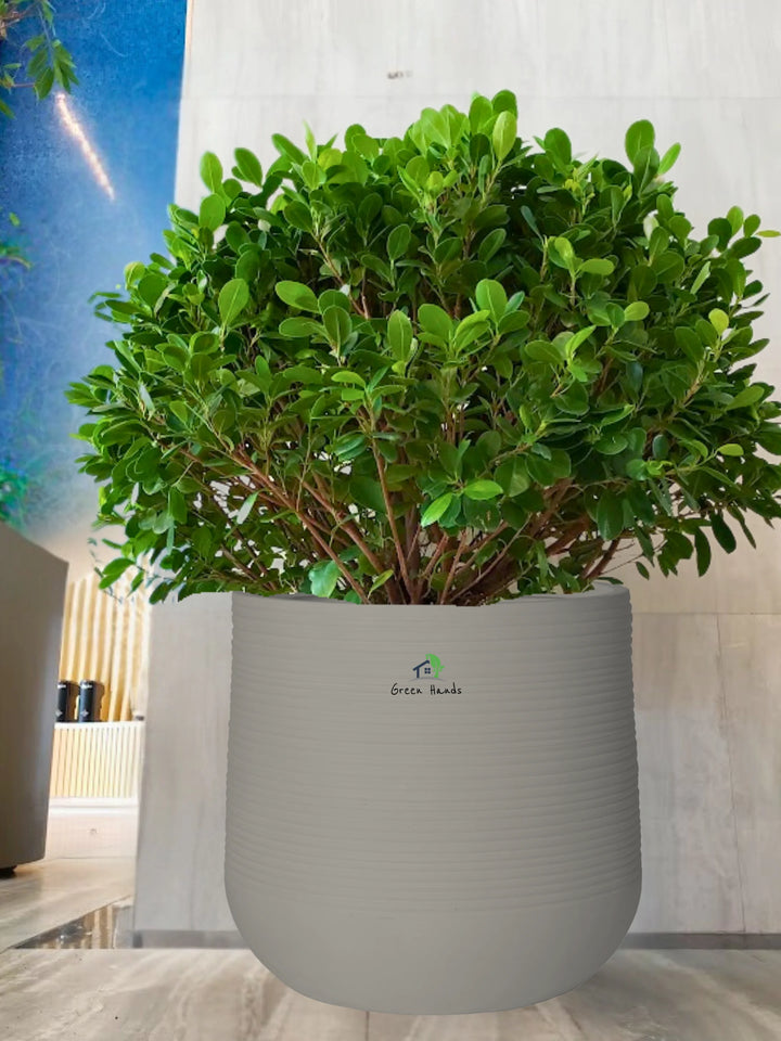 Potted-Ball-Ficus-in-Premium-Stone-Grey-Fiber-Pot