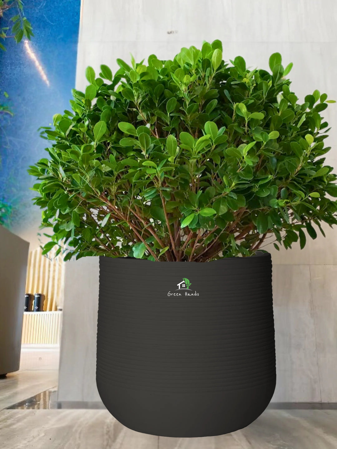 Potted-Ball-Ficus-in-Premium-Stone-Grey-Fiber-Pot_2