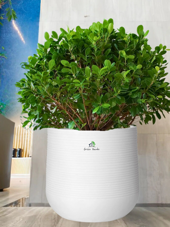 Potted-Ball-Ficus-in-Premium-White-Fiber-Pot