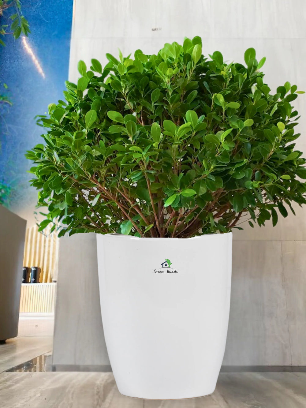 Potted-Ball-Ficus-in-White-Ceramic-Pot