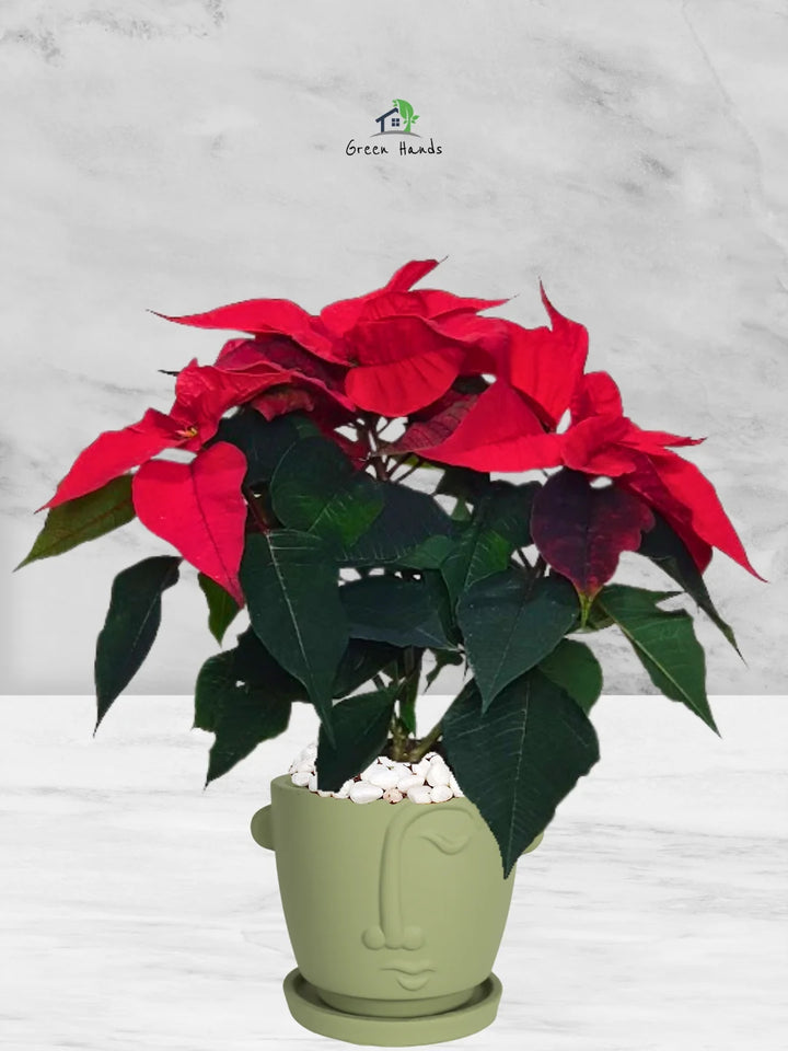 Potted-Christmas-Plant-Poinsettia-in-Adorable-Terracotta-Face-Planter-Olive-Green-1