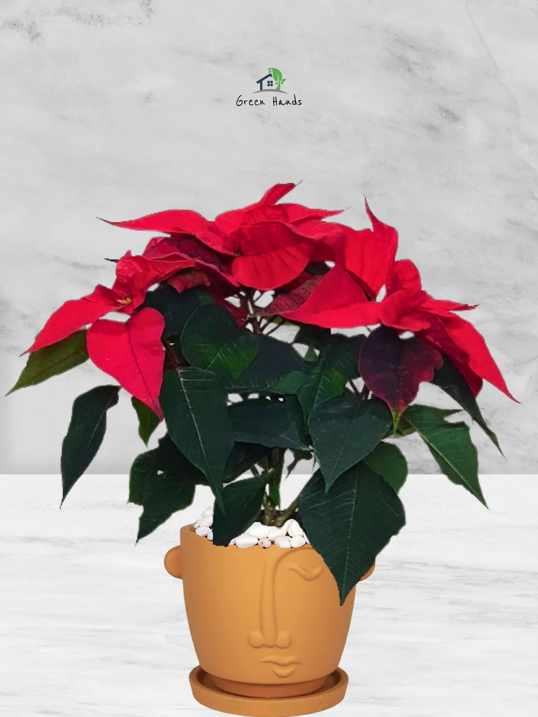 Potted-Christmas-Plant-Poinsettia-in-Adorable-Terracotta-Face-Planter-Terracotta