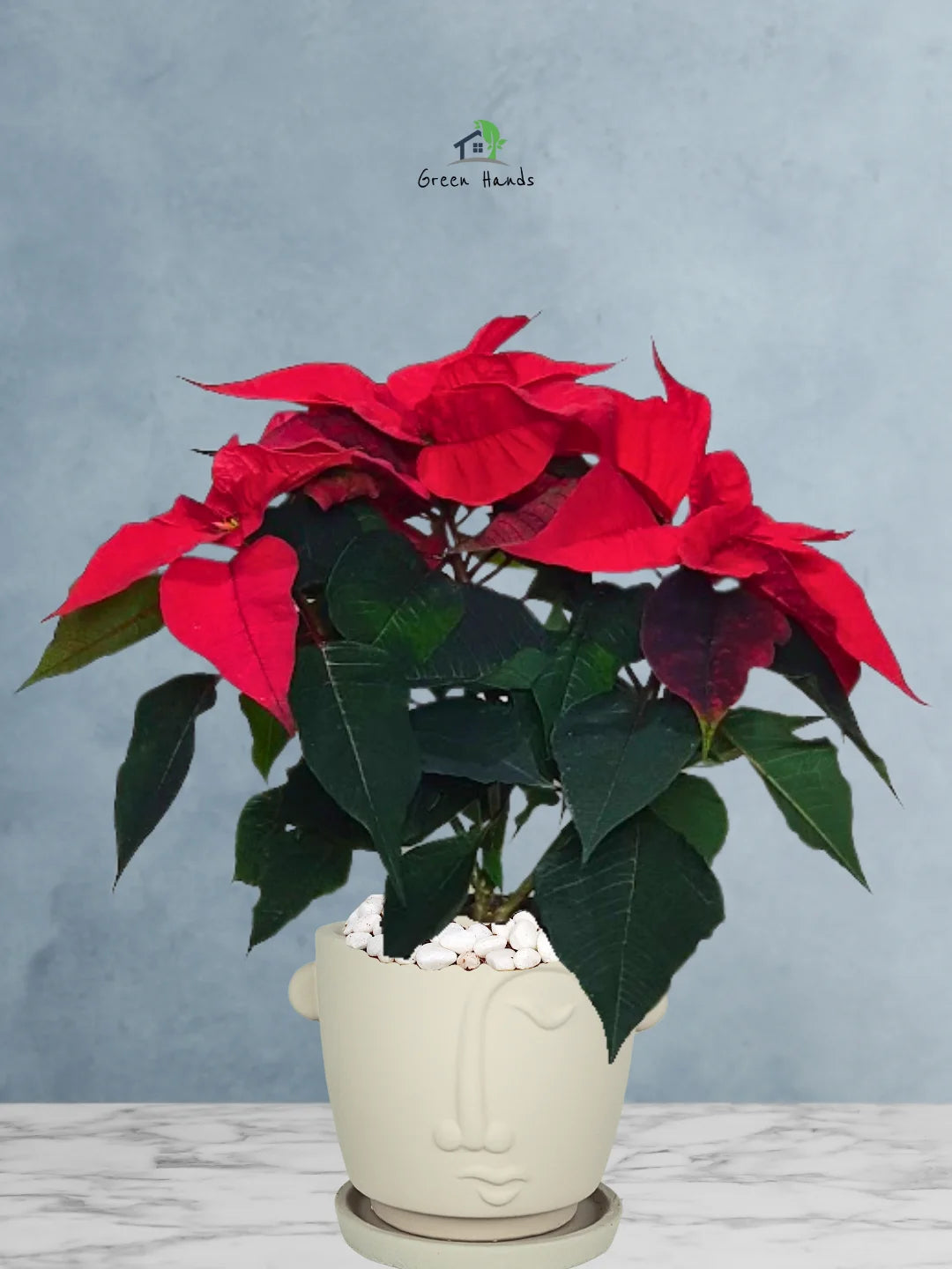 Potted-Christmas-Plant-Poinsettia-in-Adorable-Terracotta-Face-Planter-Beige