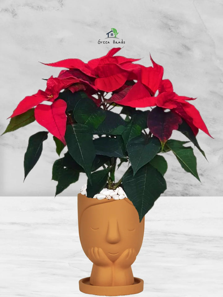 Potted-Christmas-Plant-Poinsettia-in-Terracotta-Little-Girl-Face-Planter-Terracotta