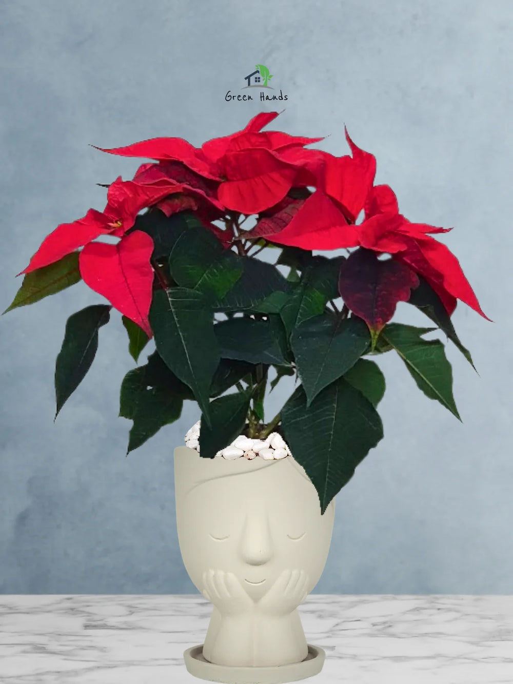 Potted-Christmas-Plant-Poinsettia-in-Terracotta-Little-Girl-Face-Planter-Beige