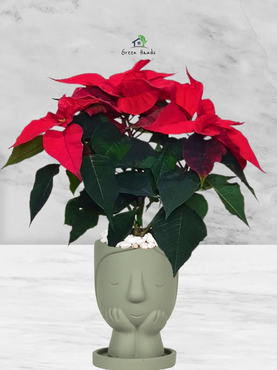 Potted-Christmas-Plant-Poinsettia-in-Terracotta-Little-Girl-Face-Planter-Stone