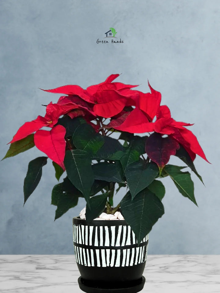 Potted-Christmas-Plant-Poinsettia-in-African-Tribal-Marks-Pot-1