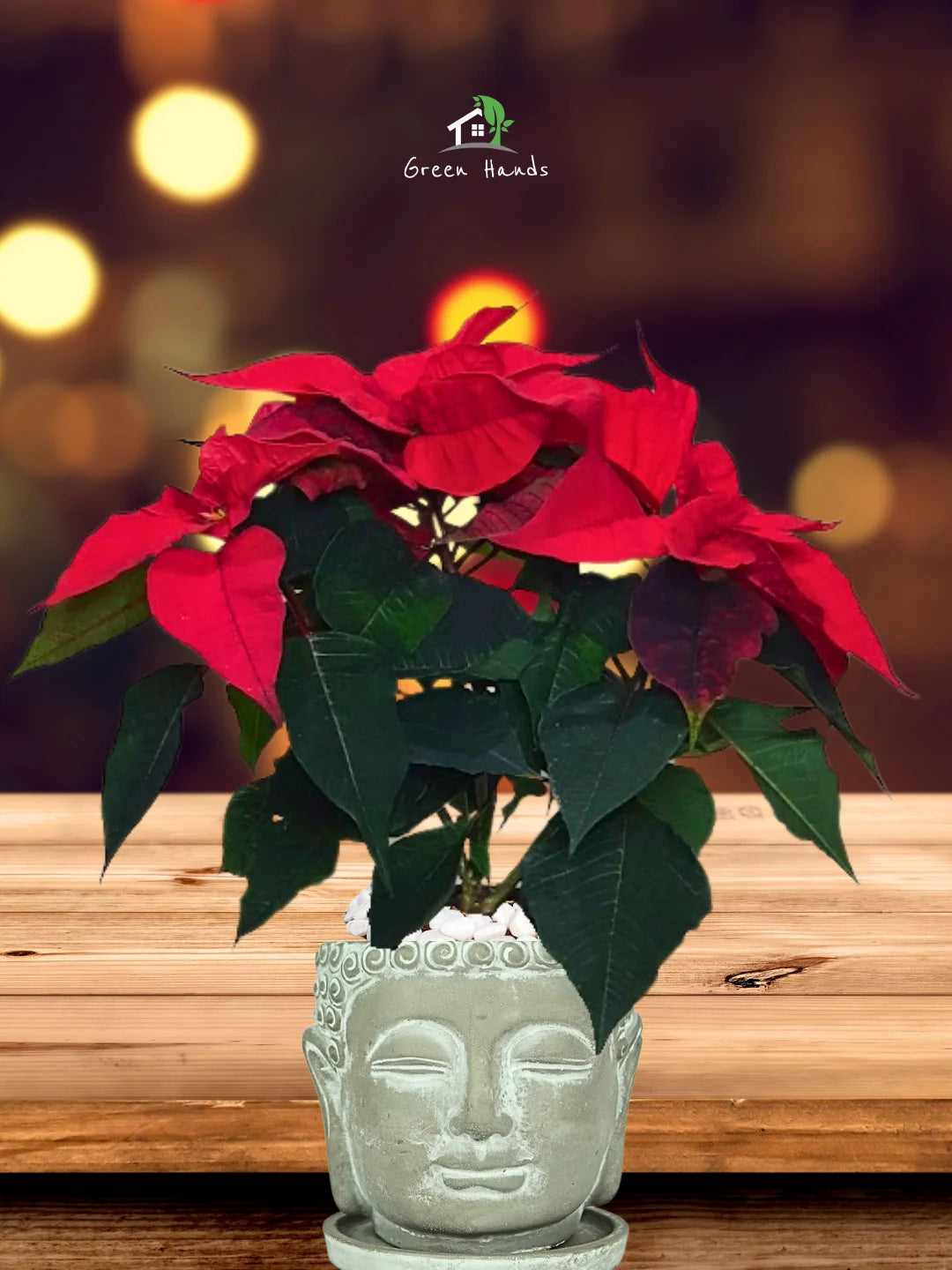 Potted-Christmas-Plant-Poinsettia-in-Buddha-Head-Planter-Large-1