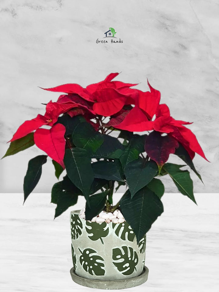 Potted-Christmas-Plant-Poinsettia-in-Monstera-Deliciosa-Pattern-Pot-1