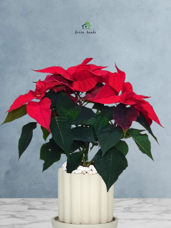 Potted-Christmas-Plant-Poinsettia-in-Scandinavian-Style-Ceramic-Pot-Fluted-Biege-1