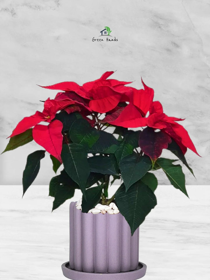 Potted-Christmas-Plant-Poinsettia-in-Scandinavian-Style-Ceramic-Pot-Fluted-Purple-1