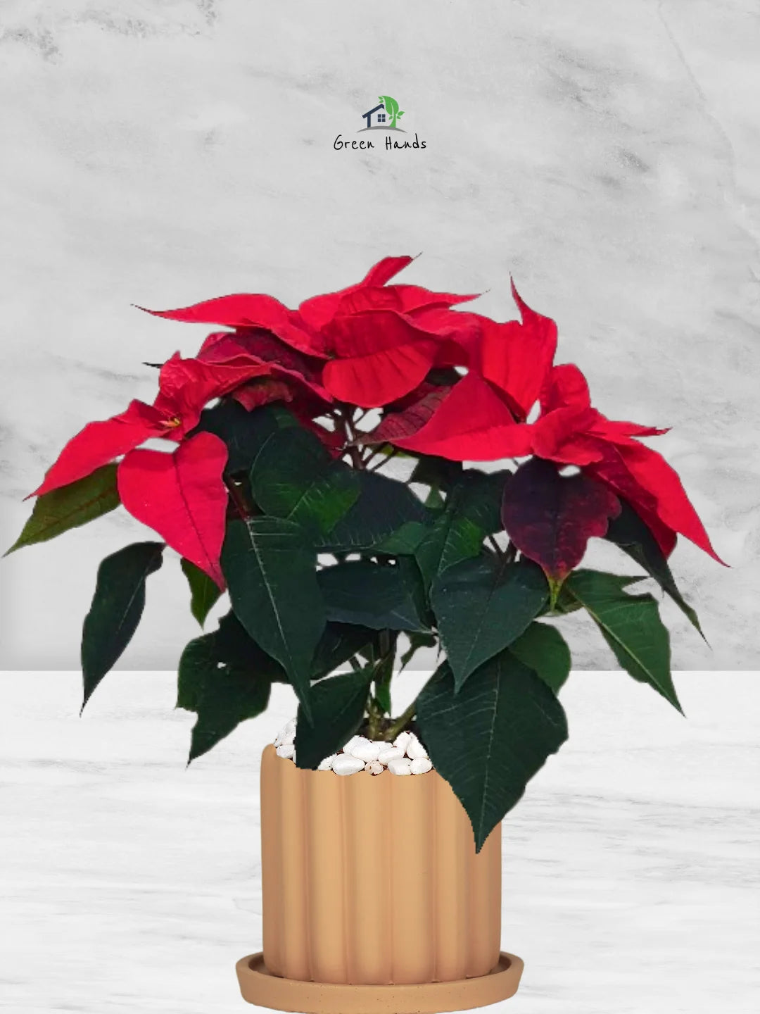 Potted-Christmas-Plant-Poinsettia-in-Scandinavian-Style-Ceramic-Pot-Fluted-Terracotta-1