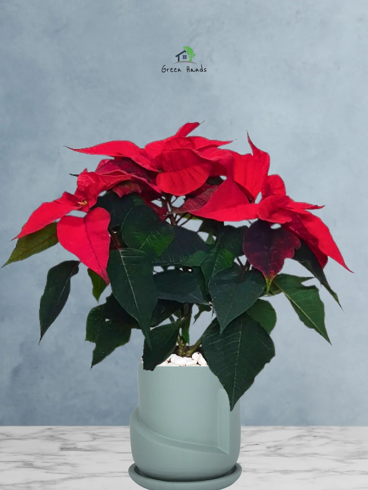 Potted-Christmas-Plant-Poinsettia-in-Sustainable-3D-Sculptural-Planter-Frosted-Blue-1