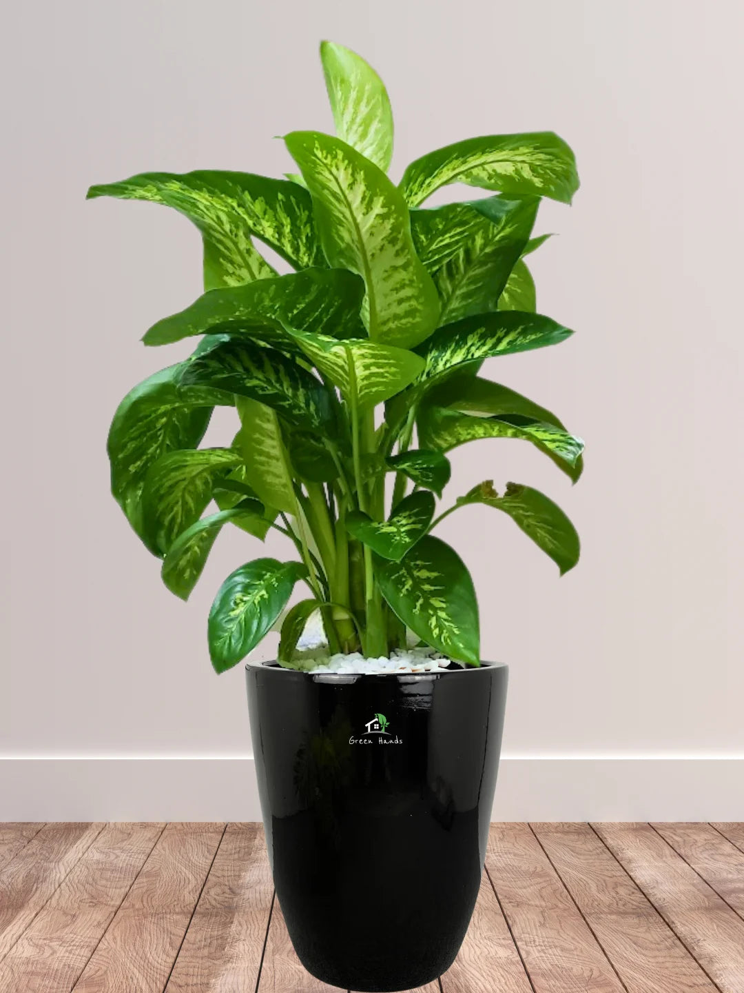 Potted-Dieffenbachia-Plant-in-Ceramic-Black-Pot