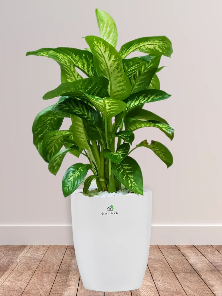 Potted-Dieffenbachia-Plant-in-White-Ceramic-Pot