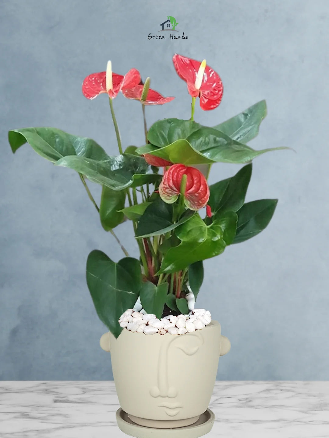 Potted-Holland-Red-Anthurium-Plant-in-Adorable-Terracotta-Face-Planter-Beige