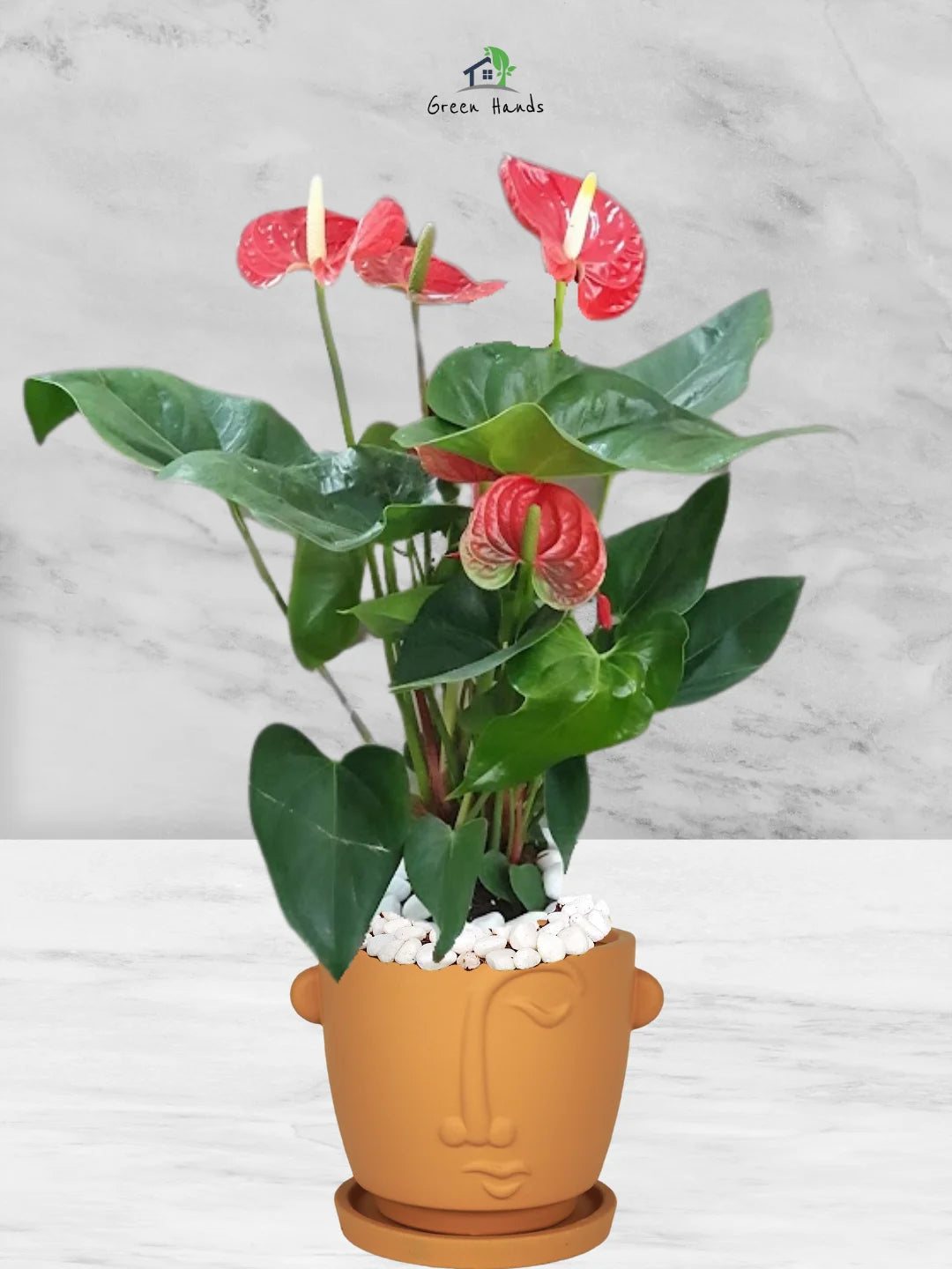 Potted-Holland-Red-Anthurium-Plant-in-Adorable-Terracotta-Face-Planter-Olive-Green-1_2