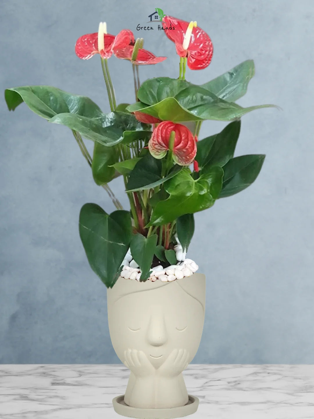 Potted-Holland-Red-Anthurium-Plant-in-Little-Girl-Face-Planter-Beige