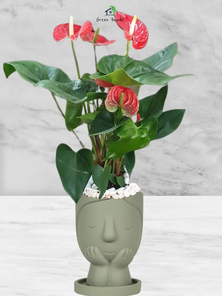 Potted-Holland-Red-Anthurium-Plant-in-Little-Girl-Face-Planter-Stone