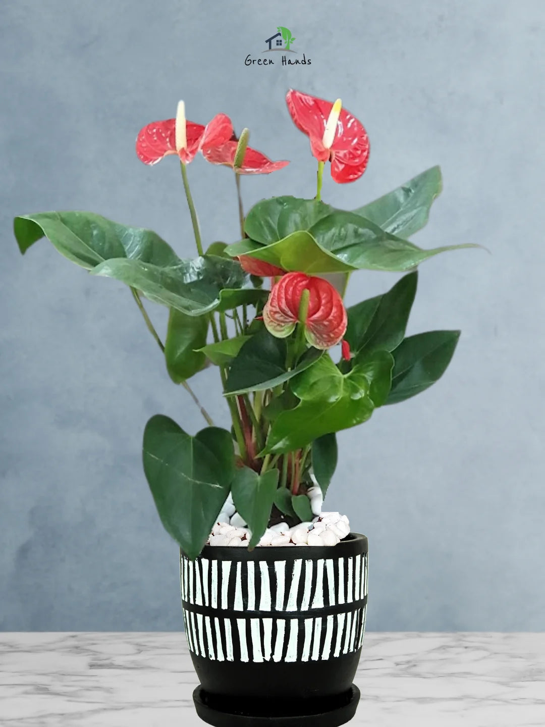 Potted-Holland-Red-Anthurium-Plant-in-African-Tribal-Marks-Pot-1