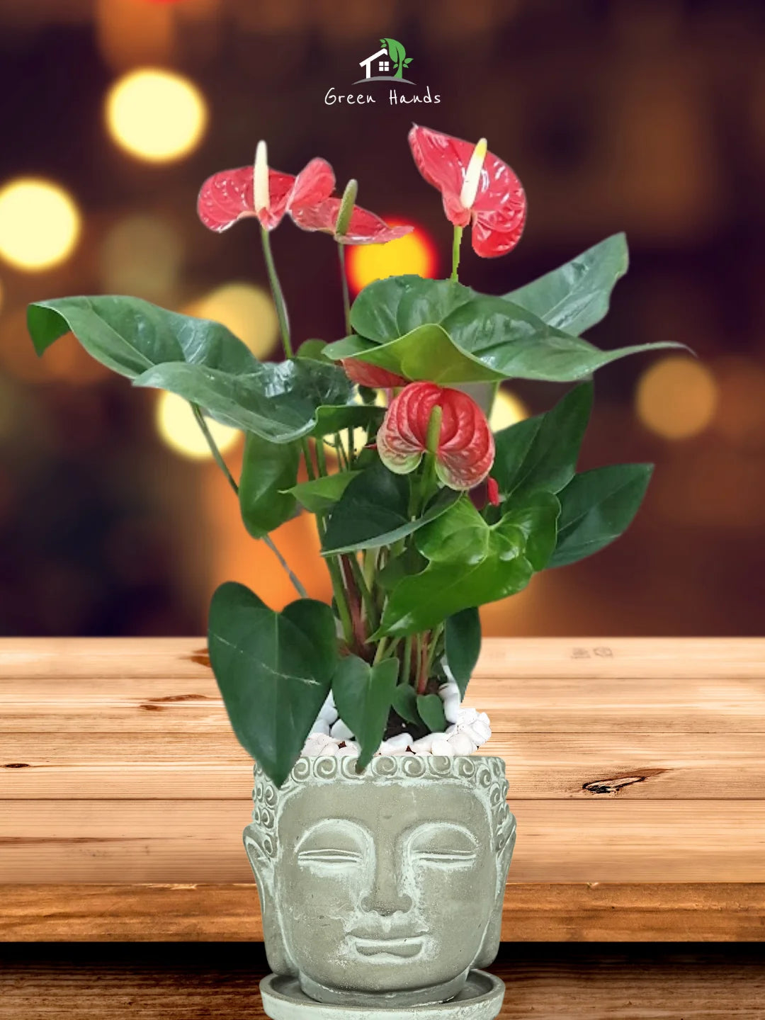 Potted-Holland-Red-Anthurium-Plant-in-Buddha-Head-Planter-Large-1