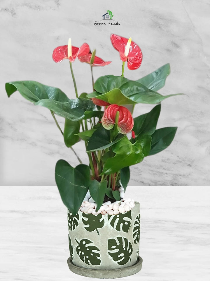 Potted-Holland-Red-Anthurium-Plant-in-Monstera-Deliciosa-Pattern-Pot-1