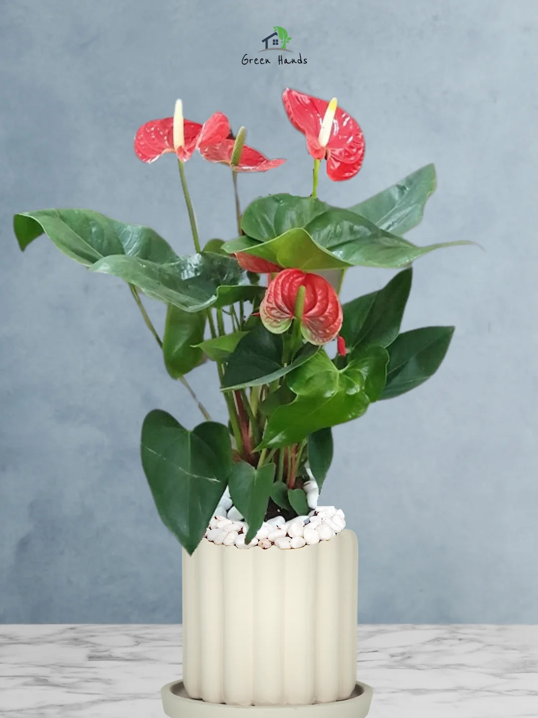 Potted-Holland-Red-Anthurium-Plant-in-Scandinavian-Style-Ceramic-Pot-Fluted-Biege-1