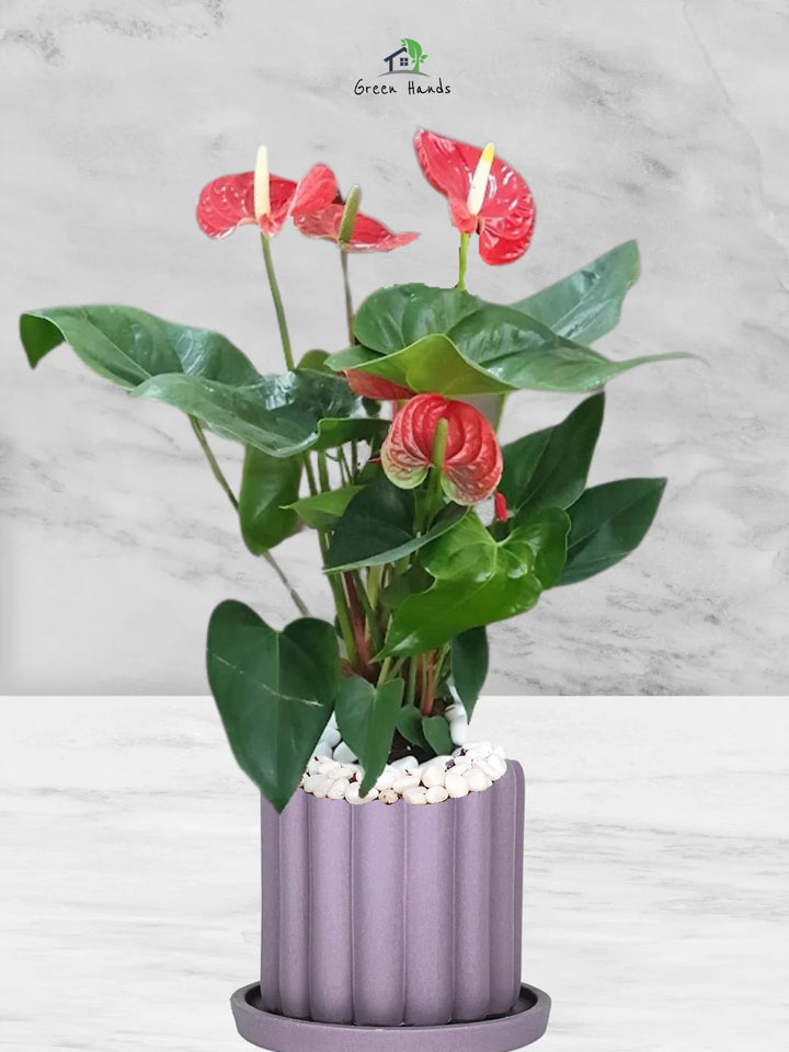 Potted-Holland-Red-Anthurium-Plant-in-Scandinavian-Style-Ceramic-Pot-Fluted-Purple-1