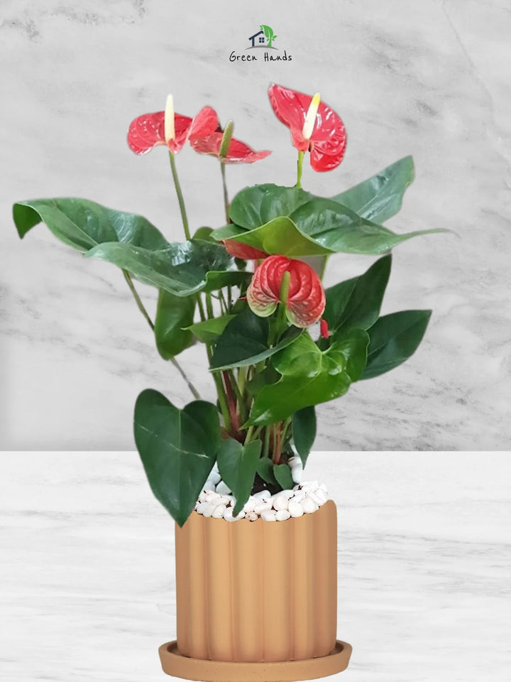 Potted-Holland-Red-Anthurium-Plant-in-Scandinavian-Style-Ceramic-Pot-Fluted-Terracotta-1