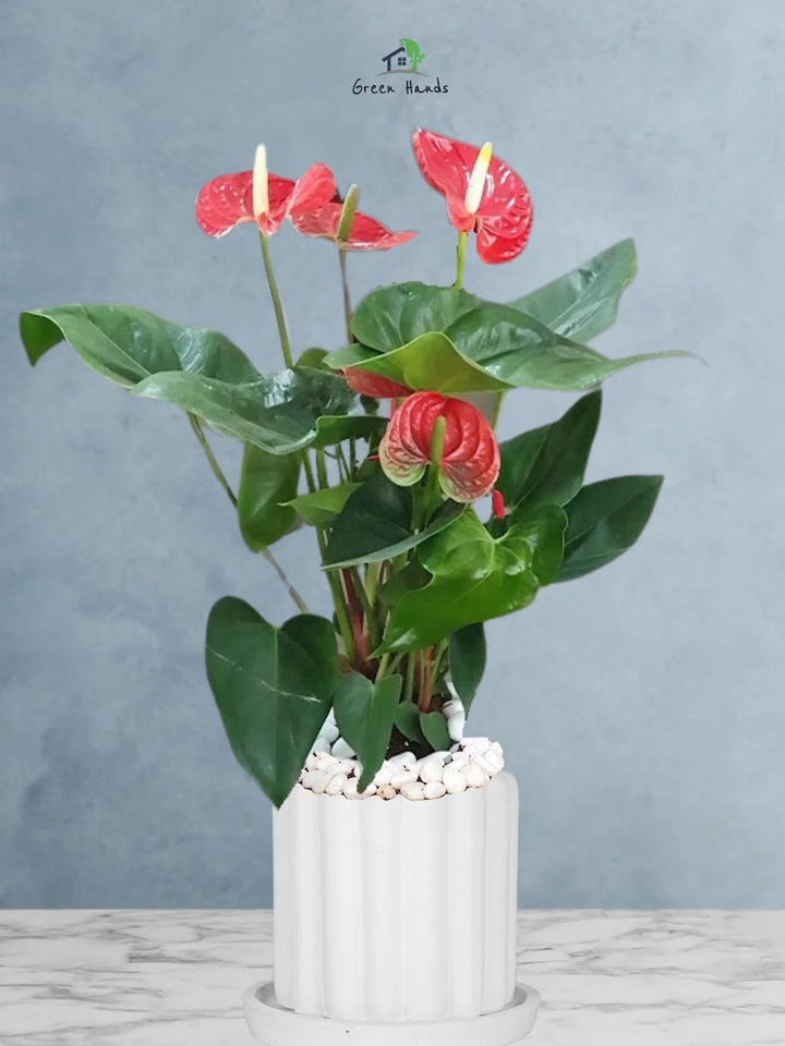 Potted-Holland-Red-Anthurium-Plant-in-Scandinavian-Style-Ceramic-Pot-Fluted-White-1_2